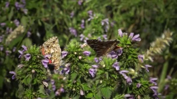 Vanessa Vlinder Een Bekende Kleurrijke Vlinder Bekend Als Painted Lady — Stockvideo