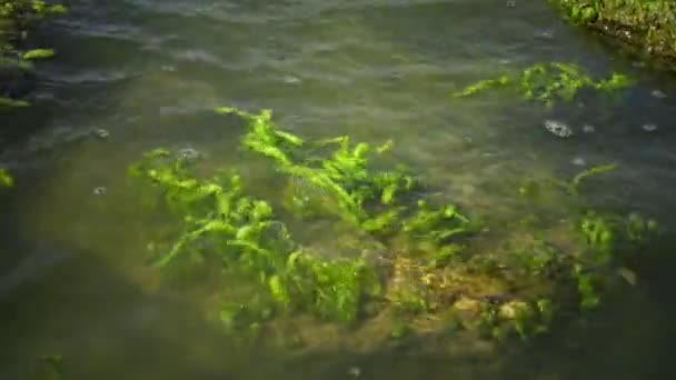 Costa Estuário Pedras Com Algas Verdes Incrustantes Enteromorpha Intestinalis — Vídeo de Stock