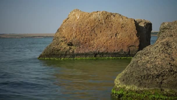 Costa Estuário Pedras Com Algas Verdes Incrustantes Enteromorpha Intestinalis — Vídeo de Stock