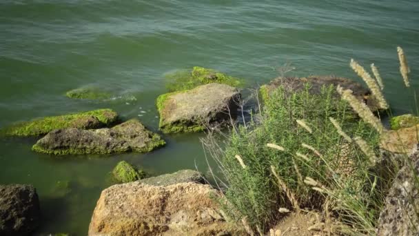 Берег Лиману Камені Забрудненням Зеленими Водоростями Ентероморфні Внутрішньополітичні — стокове відео