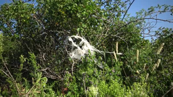 Ecologia Naturii Resturi Polietilenă Poluarea Mediului — Videoclip de stoc