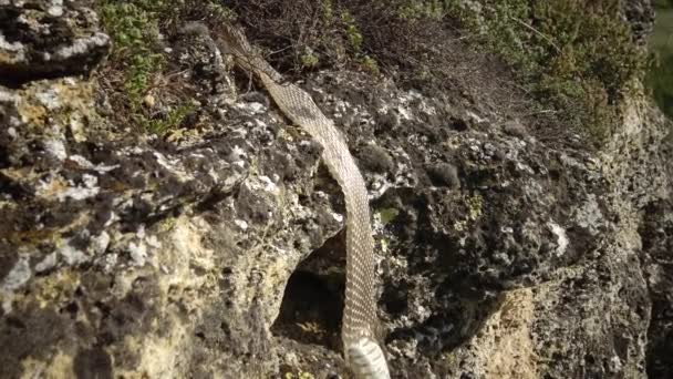 Die Würfelnatter Natrix Tessellata Schlangenhaut Der Schuppen Der Wasserschlange — Stockvideo