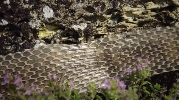 Dobbelstenen Slang Natrix Tessellata Water Snake Skin Het Water Slang — Stockvideo