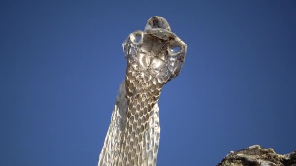 Die Würfelnatter Natrix Tessellata Schlangenhaut Der Schuppen Der Wasserschlange — Stockvideo