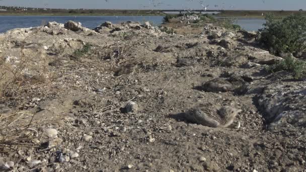 Patrón Sándwich Thalasseus Sandvicensis Aves Jóvenes Una Gran Colonia Charranes — Vídeo de stock