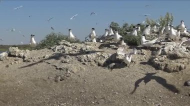 Sandviç tern (Thalasseus sandvicensis). Kumlu bir adada terns büyük bir koloni genç kuşlar, gürültü ve uçan kuşların çığlıkları, Tiligul haliç, Ukrayna