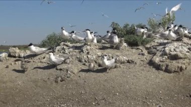 Sandviç tern (Thalasseus sandvicensis). Kumlu bir adada terns büyük bir koloni genç kuşlar, gürültü ve uçan kuşların çığlıkları, Tiligul haliç, Ukrayna