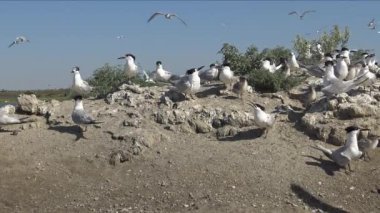 Sandviç tern (Thalasseus sandvicensis). Kumlu bir adada terns büyük bir koloni genç kuşlar, gürültü ve uçan kuşların çığlıkları, Tiligul haliç, Ukrayna