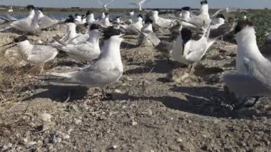 Kumlu bir adada bir sumer kolonisi, beslenen kuşların gürültüsü ve çığlıkları. Yetişkin kuşlar yavruları gagalar. Tiligulsky Liman (haliç), Ukrayna