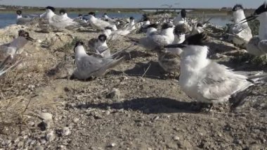 Kumlu bir adada bir sumçukolonisi, emziren kuşların gürültüsü ve çığlıkları. Tiligulsky haliç, Ukrayna, Karadeniz