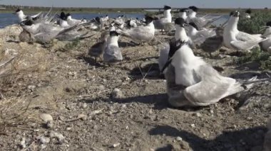 Kumlu bir adada bir sumçukolonisi, emziren kuşların gürültüsü ve çığlıkları. Tiligulsky haliç, Ukrayna, Karadeniz
