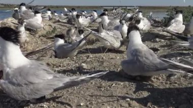 Kumlu bir adada bir sumçukolonisi, emziren kuşların gürültüsü ve çığlıkları. Tiligulsky haliç, Ukrayna, Karadeniz