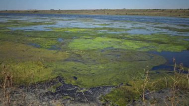 Tuz gölü, yosun Cladophora ile büyümüş; siwaschensis, hangi birçok küçük sinekler. Tiligulsky haliç, Ukrayna, Karadeniz