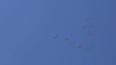 Gökyüzünde bir kuş sürüsü. Büyük beyaz pelikan (Pelecanus onocrotalus) doğu beyaz pelikan, pembe pelikan veya beyaz pelikan olarak da bilinir 