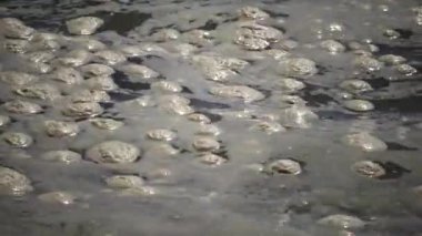 Deniz kirliliği, ötrofikasyon, su yüzeyinde kirli organik köpük dalgası. Odessa Bay, Karadeniz, Ukrayna