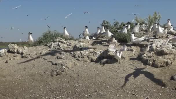 Sandwich Tern Thalasseus Sandvicensis Young Birds Large Colony Terns Sandy — Stock Video