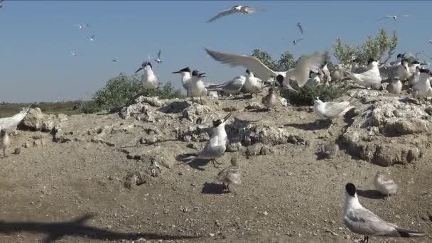 Patrón Sándwich Thalasseus Sandvicensis Aves Jóvenes Una Gran Colonia Charranes — Vídeo de stock