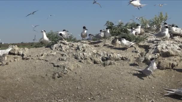 Tern Sanduíche Thalasseus Sandvicensis Pássaros Jovens Uma Grande Colônia Terns — Vídeo de Stock