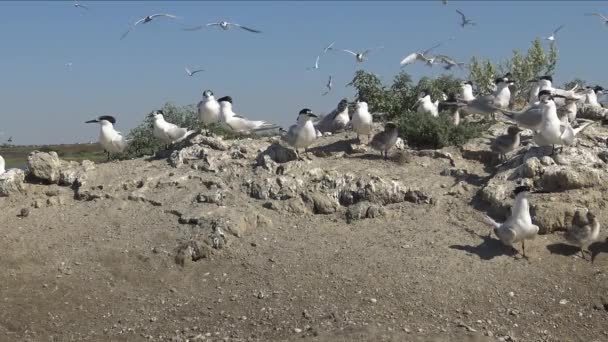 三明治燕鸥 塔拉塞苏斯沙维森西斯 在乌克兰蒂利古尔河口 在沙岛上的一大群燕鸥中的幼鸟 飞鸟的噪音和叫声 — 图库视频影像