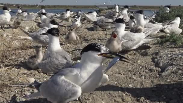 Kumlu Bir Adada Terns Bir Koloni Gürültü Besleme Kuşların Çığlıkları — Stok video