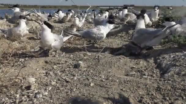 Koloni Tärnor Sandig Buller Och Rop Utfodring Fåglar Vuxna Fåglar — Stockvideo