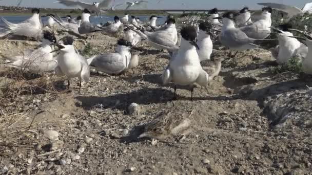 Eine Kolonie Von Seeschwalben Auf Einer Sandigen Insel Der Lärm — Stockvideo