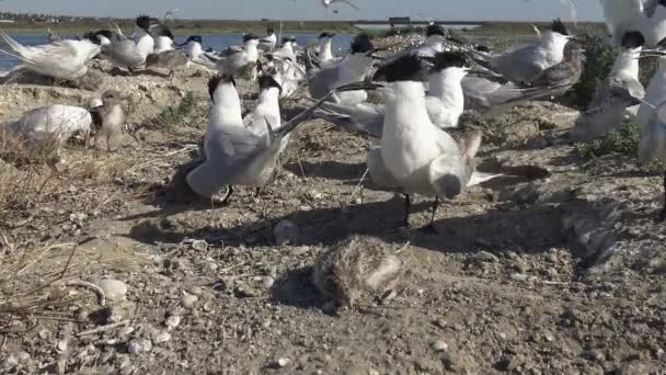 Μια Αποικία Από Πουλιά Ένα Αμμώδες Νησί Θόρυβος Και Κραυγές — Αρχείο Βίντεο