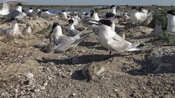 Eine Kolonie Von Seeschwalben Auf Einer Sandigen Insel Der Lärm — Stockvideo