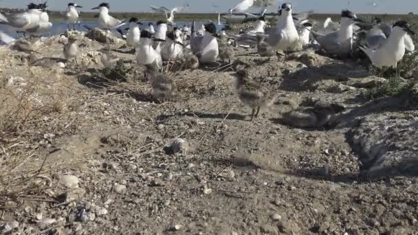 Μια Αποικία Από Πουλιά Ένα Αμμώδες Νησί Θόρυβος Και Κραυγές — Αρχείο Βίντεο