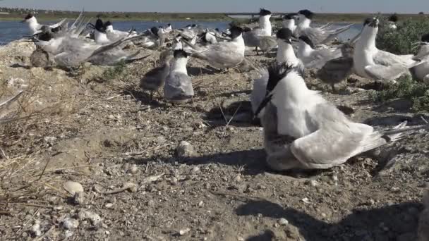 Kolonia Rybitwy Piaszczystej Wyspie Hałas Krzyki Ptaków Karmiących Tiligulski Estuarium — Wideo stockowe