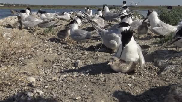 Kolónia Lakásellátás Homokos Szigeten Zaj Sír Ápolási Madarak Tiligulszkij Torkolat — Stock videók