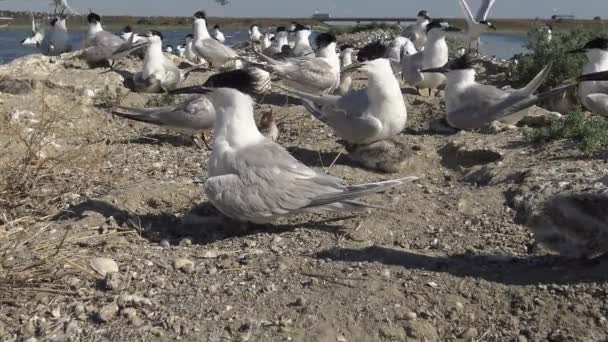 Colony Terns Sandy Island Noise Cries Nursing Birds Tiligulsky Estuary — Stock Video