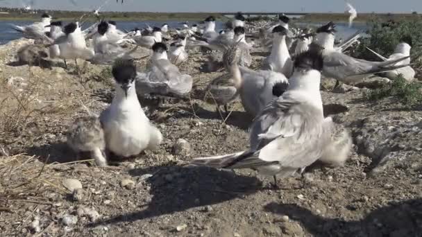 Colony Terns Sandy Island Noise Cries Nursing Birds Tiligulsky Estuary — Stock Video