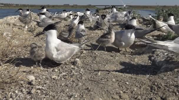 Koloni Tärnor Sandig Buller Och Rop Ammande Fåglar Tiligulsky Mynning — Stockvideo