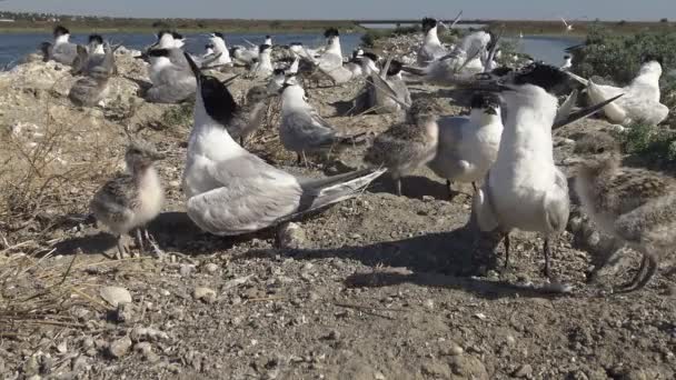 沙岛上的燕鸥群 哺乳鸟类的噪音和叫声 蒂利古尔斯基河口 乌克兰 — 图库视频影像