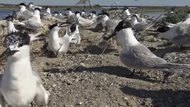 Colony Terns Sandy Island Noise Cries Nursing Birds Tiligulsky Estuary — Stock Video
