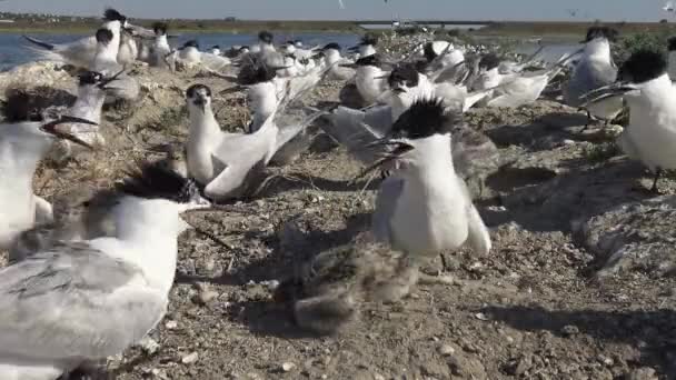 Colony Terns Sandy Island Noise Cries Nursing Birds Tiligulsky Estuary — Stock Video