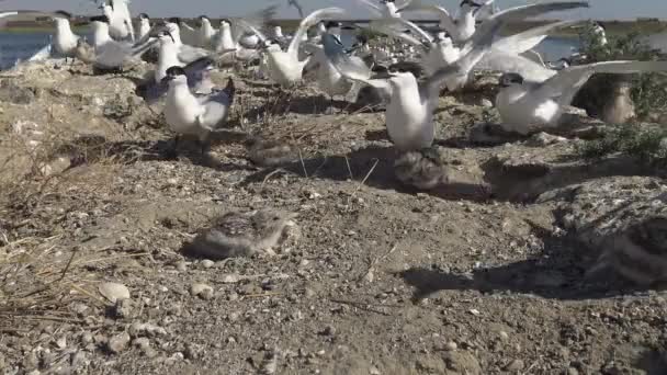 Una Colonia Charranes Una Isla Arenosa Ruido Los Gritos Los — Vídeo de stock