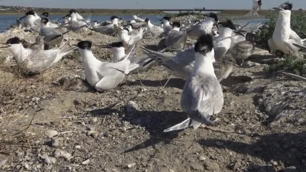 Colony Terns Sandy Island Noise Cries Nursing Birds Tiligulsky Estuary — Stock Video