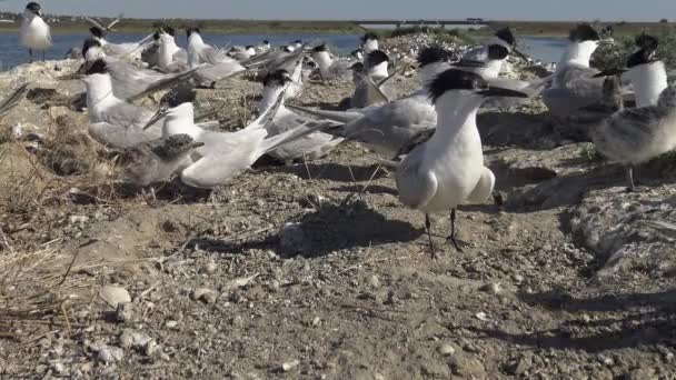 Koloni Tärnor Sandig Buller Och Rop Ammande Fåglar Tiligulsky Mynning — Stockvideo