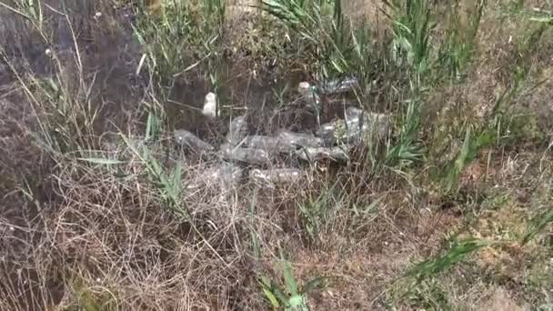 Bouteilles en plastique et autres déchets à l'état sauvage. Ukraine 