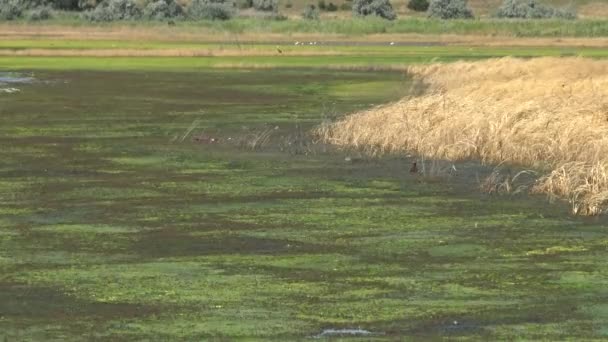 Lago Salado Cubierto Algas Cladophora Siwaschensis Que Muchas Moscas Pequeñas — Vídeos de Stock