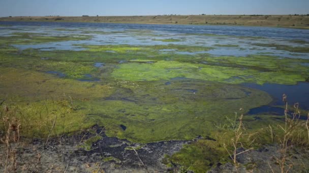 生长过度与藻类克拉多波拉 西瓦森斯 许多小苍蝇 蒂利古尔斯基河口 乌克兰 — 图库视频影像