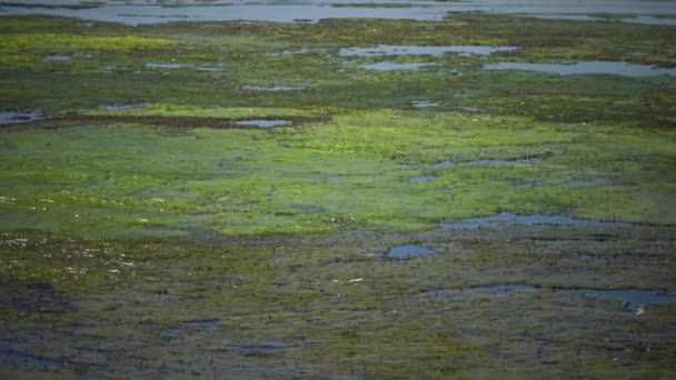 Salzsee Überwachsen Mit Algen Cladophora Siwaschensis Auf Dem Viele Kleine — Stockvideo