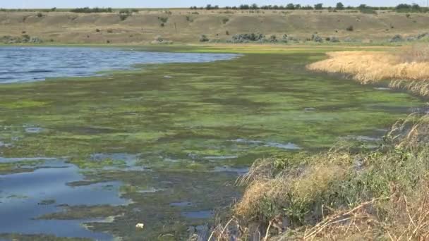 Lago Salado Cubierto Algas Cladophora Siwaschensis Que Muchas Moscas Pequeñas — Vídeo de stock