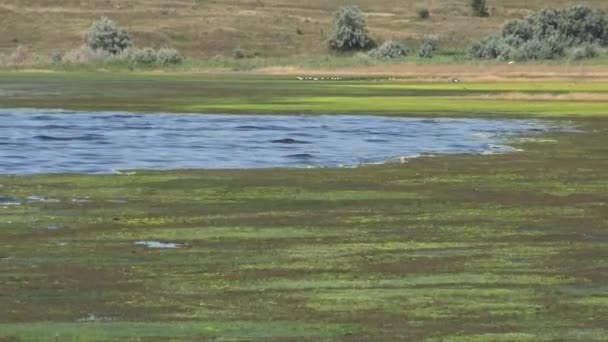 Salt Lake Overgrown Algae Cladophora Siwaschensis Which Many Small Flies — Stock Video
