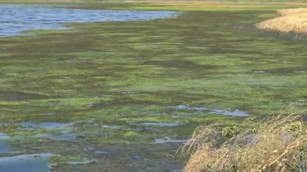 Lago Salgado Coberto Algas Cladophora Siwaschensis Qual Muitas Pequenas Moscas — Vídeo de Stock