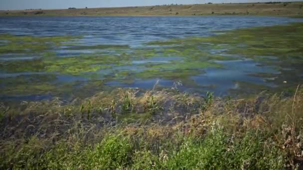 Lago Salado Cubierto Algas Cladophora Siwaschensis Que Muchas Moscas Pequeñas — Vídeo de stock