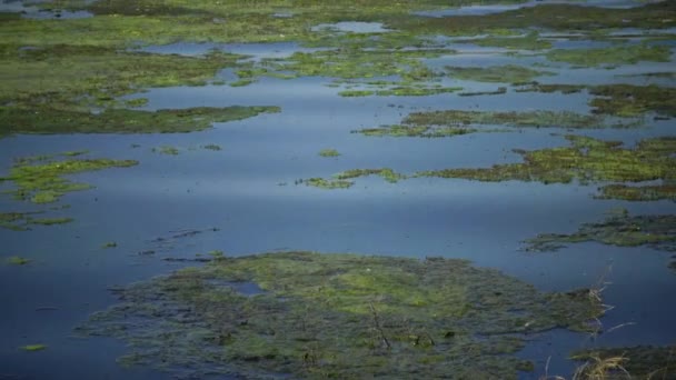 Salt Lake Overgrown Algae Cladophora Siwaschensis Which Many Small Flies — Stock Video