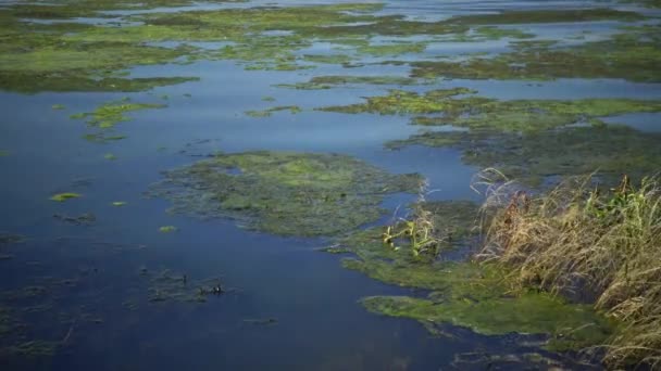 Lago Salgado Coberto Algas Cladophora Siwaschensis Qual Muitas Pequenas Moscas — Vídeo de Stock